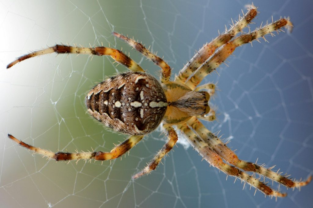 Picaduras de Insectos en Cámping: Cómo Prevenirlas y Tratarlas 3 Insecto araña