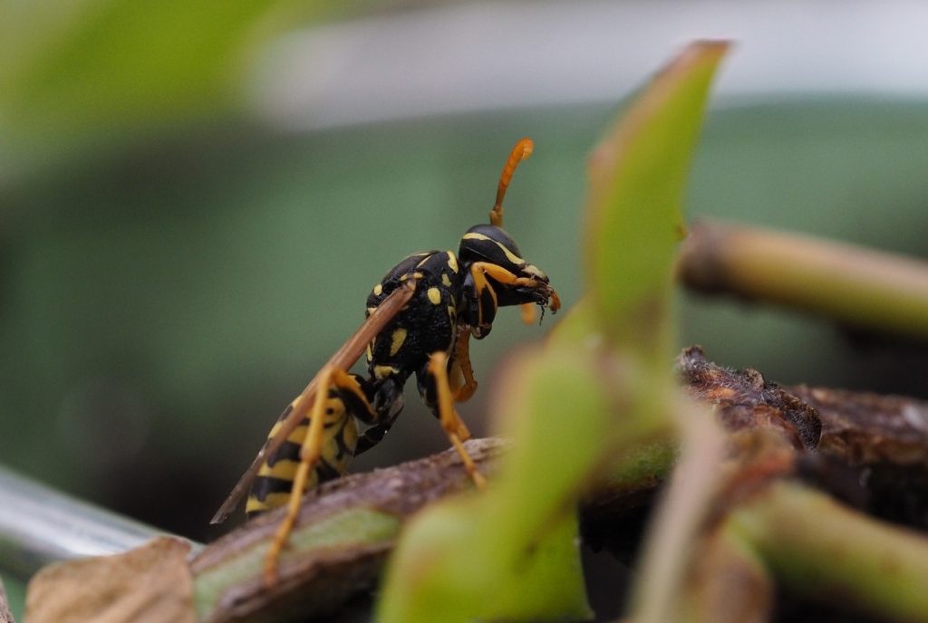Picaduras de Insectos en Cámping: Cómo Prevenirlas y Tratarlas 2 Insecto avispa