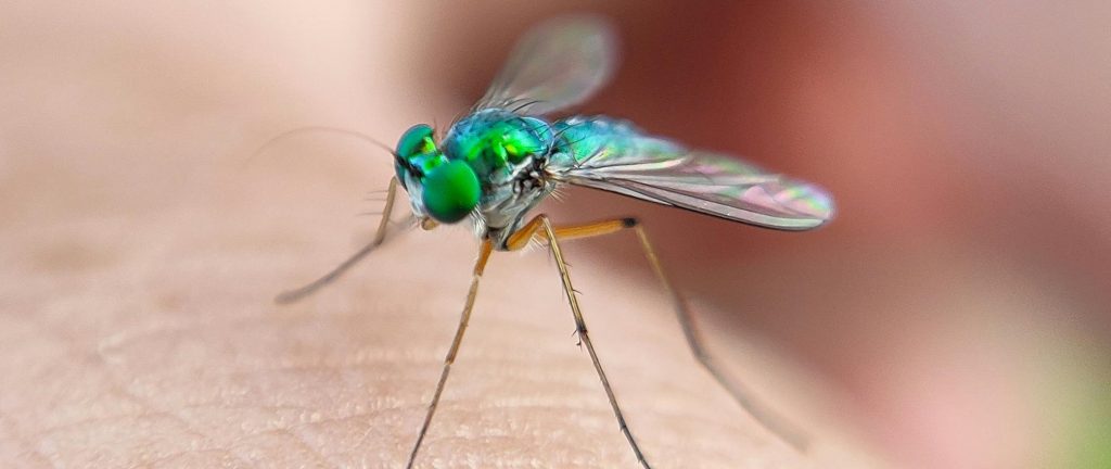 Picaduras de Insectos en Cámping: Cómo Prevenirlas y Tratarlas 1 Insecto mosquito