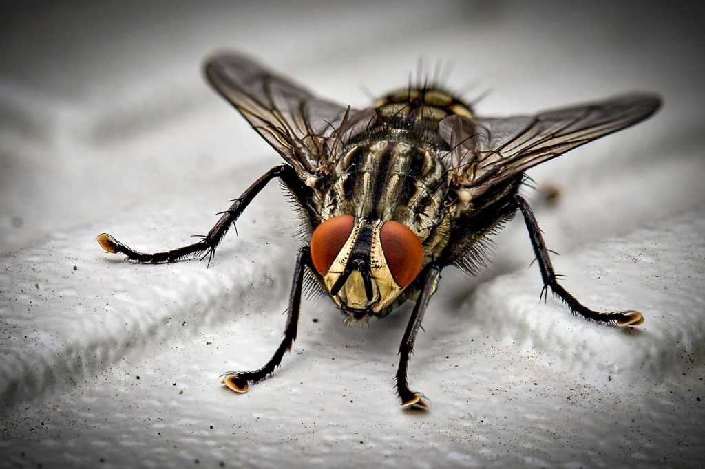 Picaduras de Insectos en Cámping: Cómo Prevenirlas y Tratarlas 4 Insecto tábano
