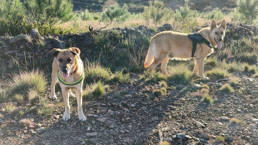 cámping con perros